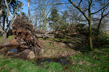 Durch Sturm entwurzelte Kiefer - Pine uprooted by storm