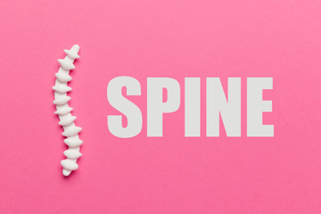 Human spine on pink background. Health of back, neck and lower back. Treatment of skeletal diseases.