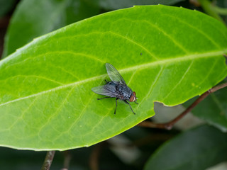 Close up macro shot House fly, red eyes, house fly on grean leaf