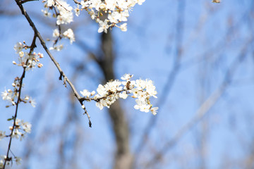 A bee collects pollen on spring flowers. Blooming trees.