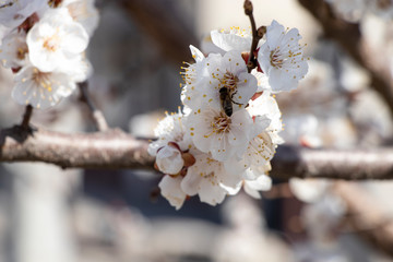 A bee collects pollen on spring flowers. Blooming trees.