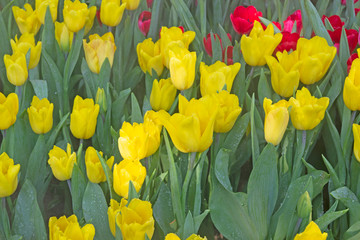 Yellow green floral background, yellow tulips.