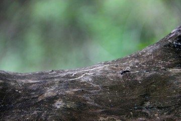 old wood snag and emmet. element of dried wood and ants. ant black on a log, formic acid