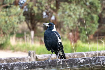 Australian Magpie, Gymnorhina tibicen, perched on fence in Kennett River, Victoria, Australia