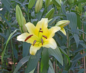 Lily flower in the garden.