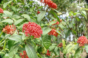 Thailand National Park Flower, trees and animals