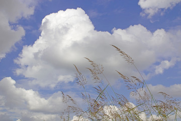Fresh grass background with shiny blue sky