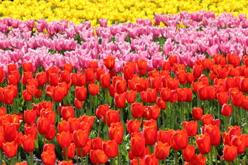 チューリップ畑　春を体感（高知県　香南市）