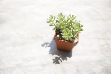 An exquisite top-down view of a vibrant Sedum rubrotinctum plant, brilliantly illuminated by natural light, casting a soft shadow on the textured concrete surface.