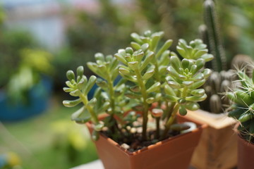 A bright and vibrant Sedum rubrotinctum succulent, or Jelly Bean Plant, in a brown pot, with other blurred plants in the background, creating a natural garden scene.