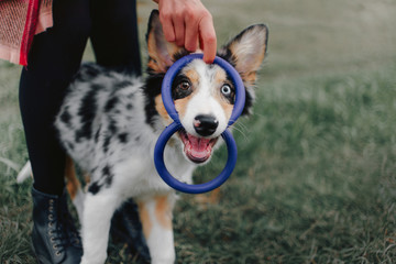 happy playful border collie puppy outdoors