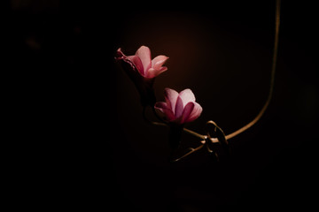 Pink flowers on a black background