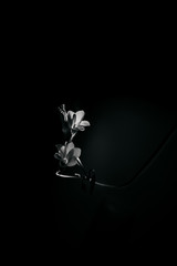 flower on black