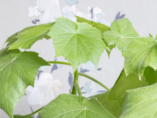 African hemp leaves - Latin name - Sparmannia africana against green floral wallpaper