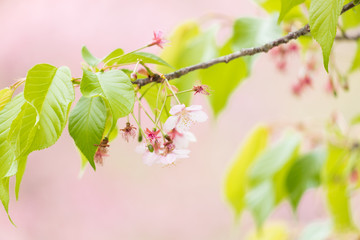 満開の桜の花と新緑の葉っぱ