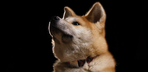 Panoramic shot of Akita dog face looking up on dark background with copy space