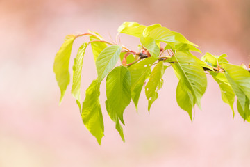 満開の桜の花と新緑の葉っぱ