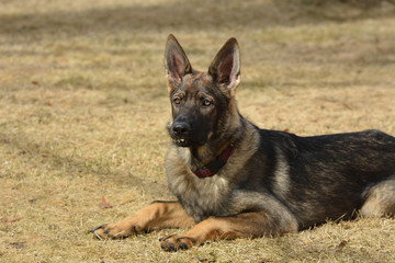 German Sheppard dog laying down