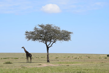 Fototapeta premium Giraffe standing under tree Africa