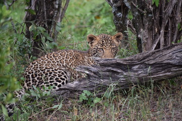 Leopard cub