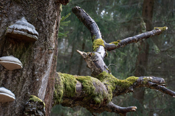 Spessart, Wald, Urwald, Baum, Moos