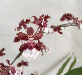 branch of cherry tree with flowers