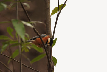 ヤマガラのいる背景