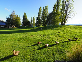 SCENERY OF NEW ZEALAND (WANAKA)