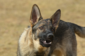 German Sheppard dog barking