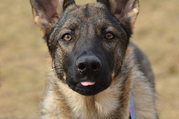 German Sheppard dog sticking out tongue