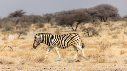 family portrait of zebras in Etosha, Namibia