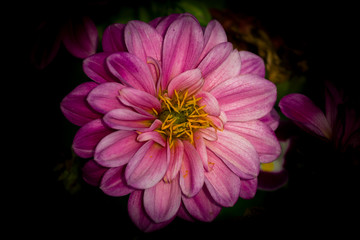 Chrysanthemum