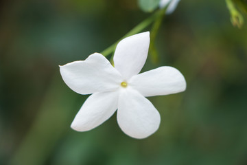 Obraz na płótnie Canvas jasmine flower from sri lanka
