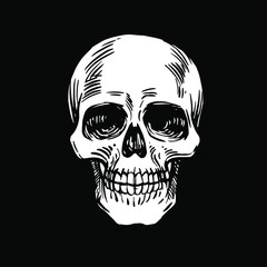 Skull ink drawn. Black and white Stock vector illustration