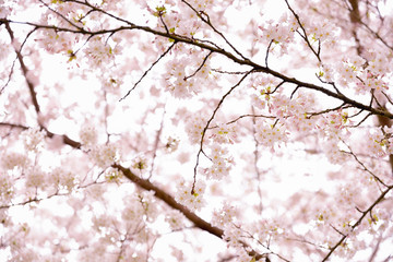 cherry blossom branch