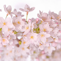 Naklejka na ściany i meble cherry blossom on a white background
