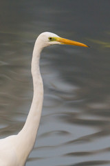 side view portrait great white egret (egretta alba) in front of water