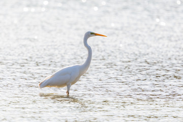 silhouette of great white egret (egretta alba) standing water in backlight