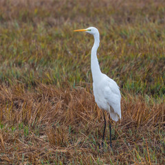 side view great white egret (egretta alba) standing in cut reed