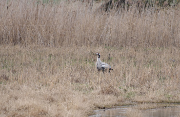  bird crane morning on meadow background