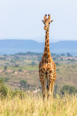 Rothschild's giraffe ( Giraffa camelopardalis rothschildi), Murchison Falls National Park, Uganda.