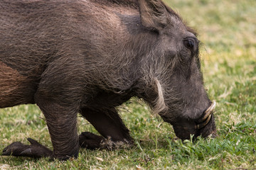 Warthogs grazing in Waterberg National Park, Namibia