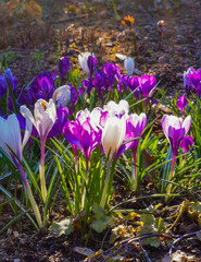 Multi-colored bright crocuses on rocky soil. The first spring flowers come to life after the snow melts.