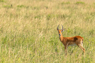 A young male kob (Kobus kob), Murchison Falls National Park, Uganda.