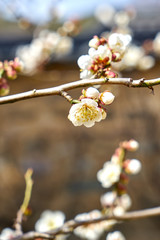 Dosanseowon Confucian Academy in Andong-si, South Korea. Dosanseowon is a school of Joseon Dynasty.