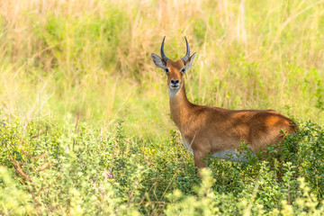 A young male kob (Kobus kob), Murchison Falls National Park, Uganda.