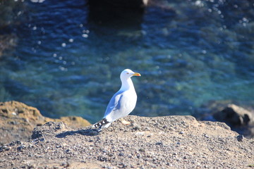 Plage méditerranée et mouette