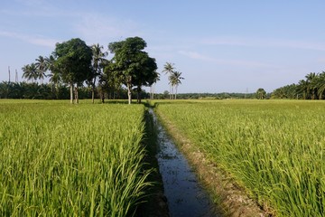 rural road in the field