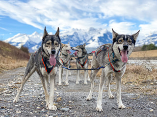 husky and dog