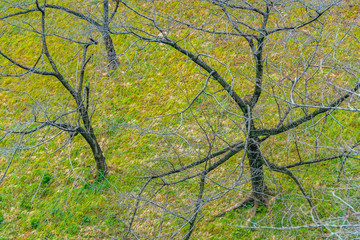 Fototapeta premium Leave Less Trees at Park, Tokyo, Japan